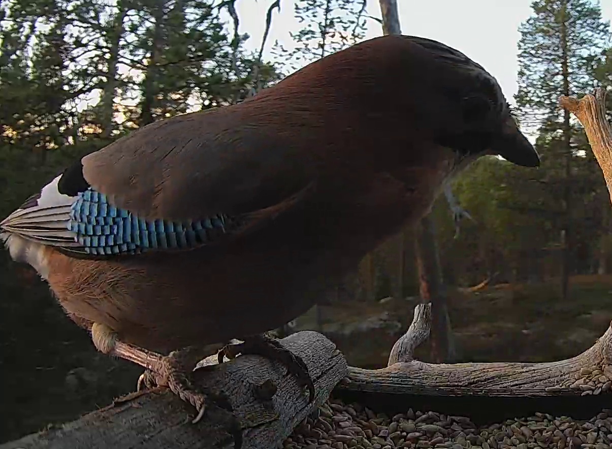 Best image of Eurasian jay