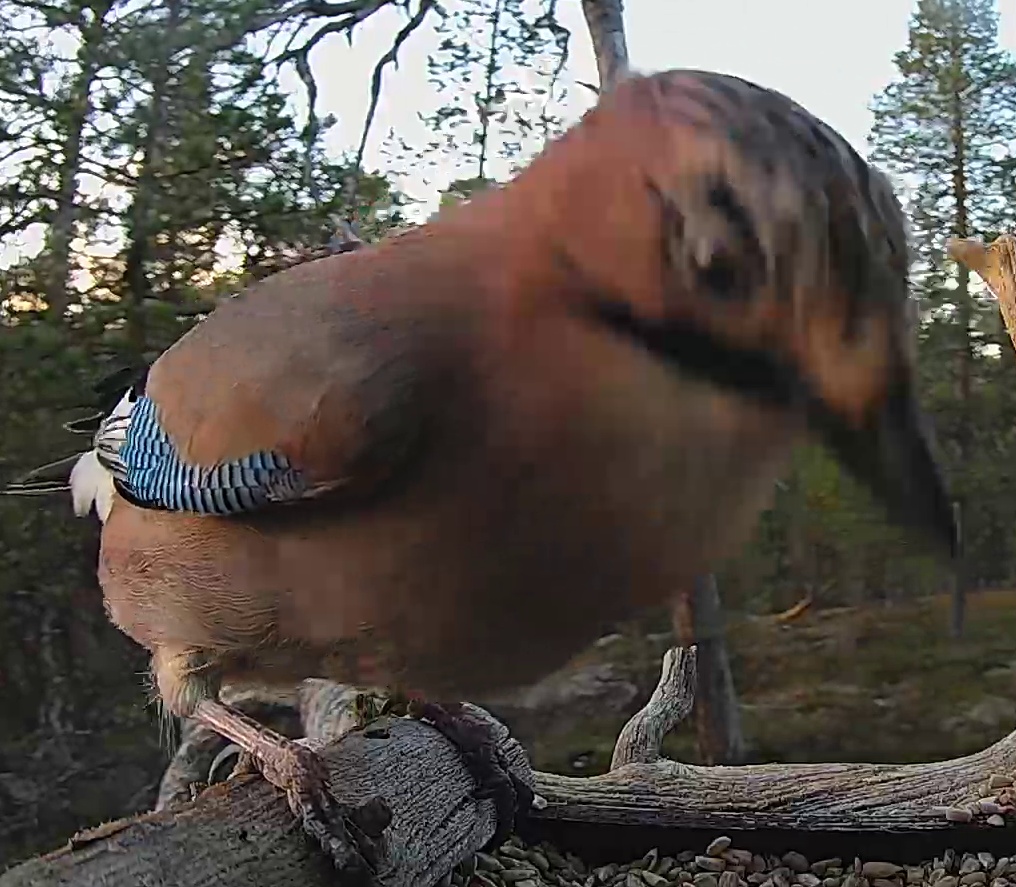 Best image of Eurasian jay
