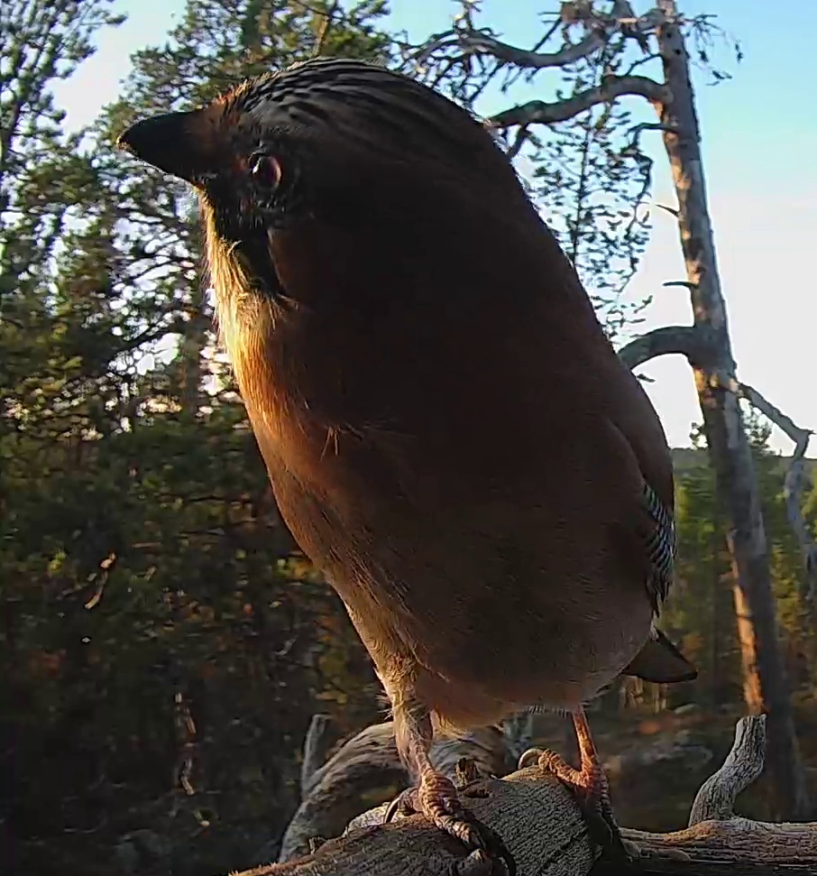 Best image of Eurasian jay