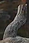 Best image of Eurasian hoopoe