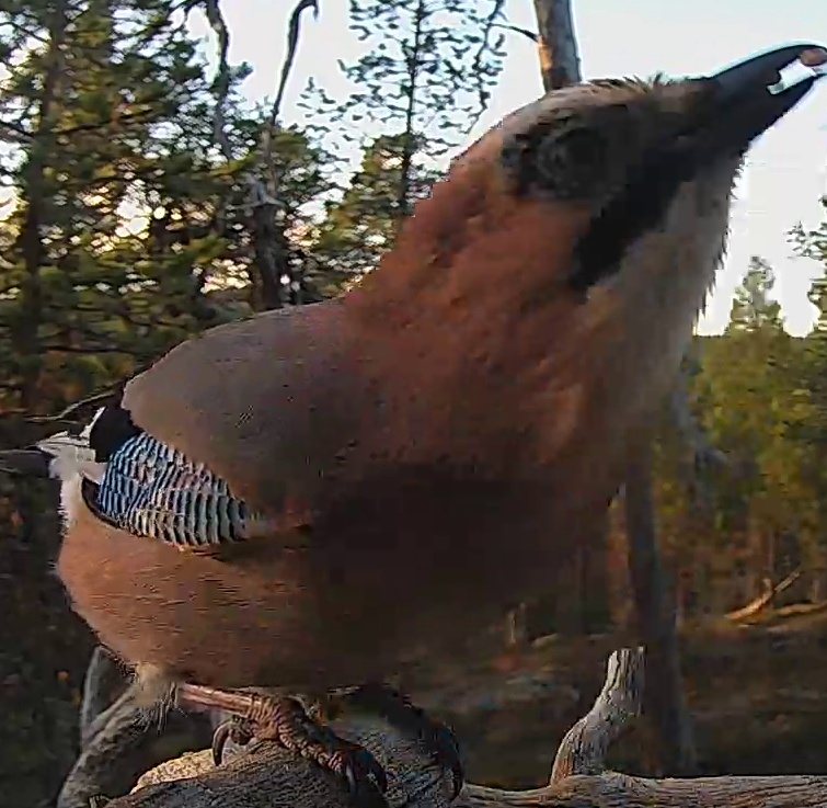 Best image of Eurasian jay