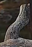 Best image of Pallid scops owl