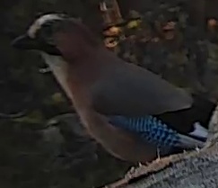 Best image of Eurasian jay