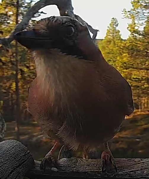 Best image of Eurasian jay
