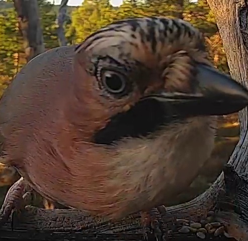 Best image of Eurasian jay