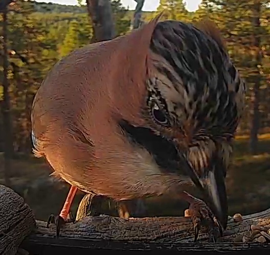 Best image of Eurasian jay