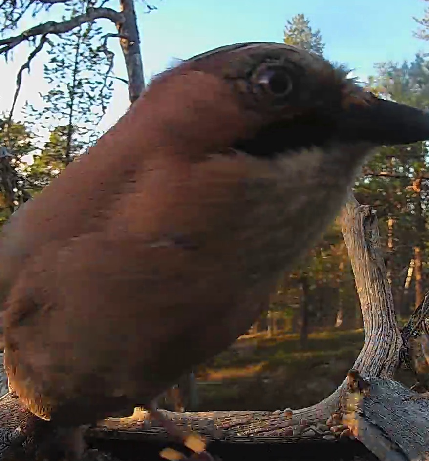 Best image of Eurasian jay