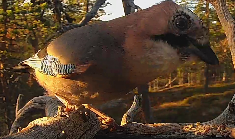 Best image of Eurasian jay