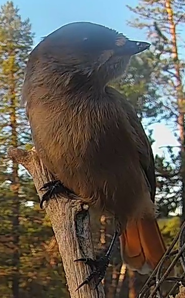Best image of Siberian jay