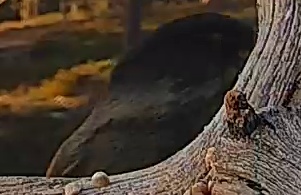 Best image of Eurasian woodcock