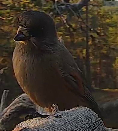 Best image of Siberian jay