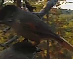 Best image of Grey hypocolius
