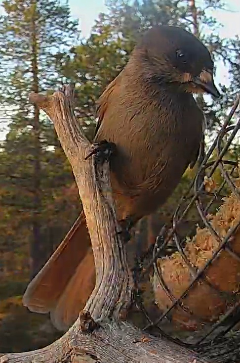 Best image of Siberian jay