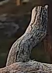 Best image of Great snipe