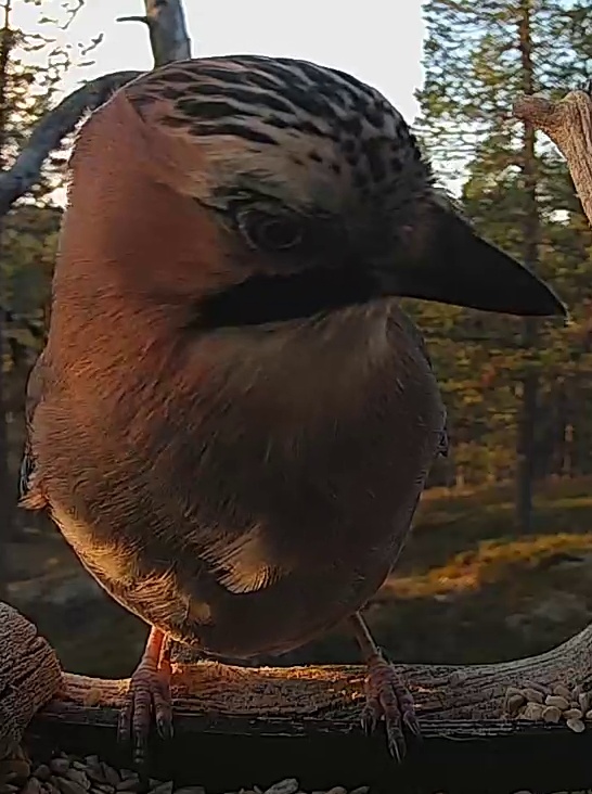 Best image of Eurasian jay