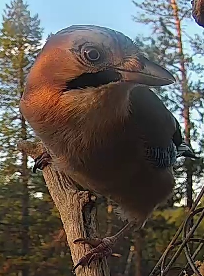 Best image of Eurasian jay