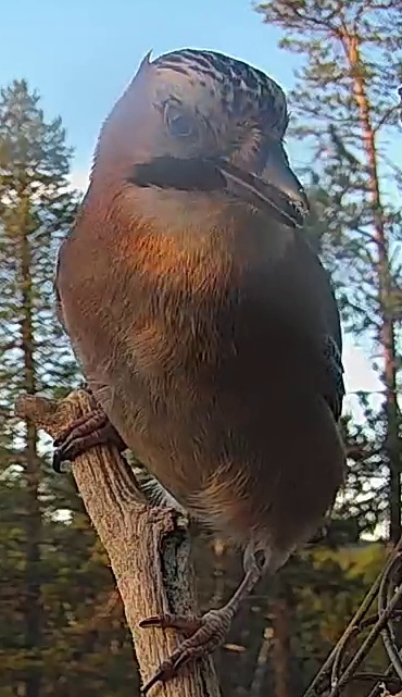 Best image of Eurasian jay