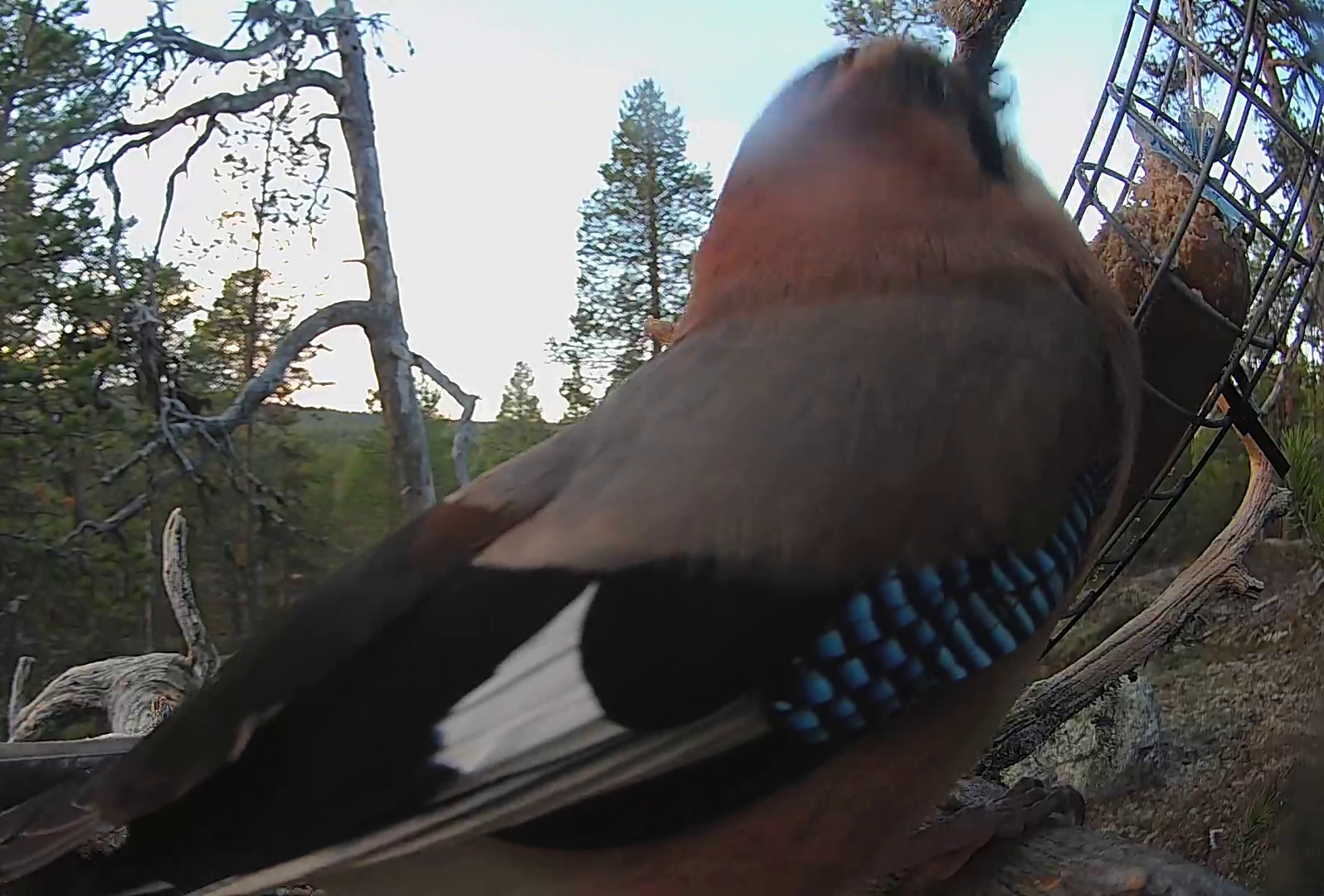 Best image of Eurasian jay