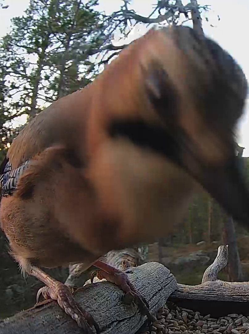 Best image of Eurasian jay