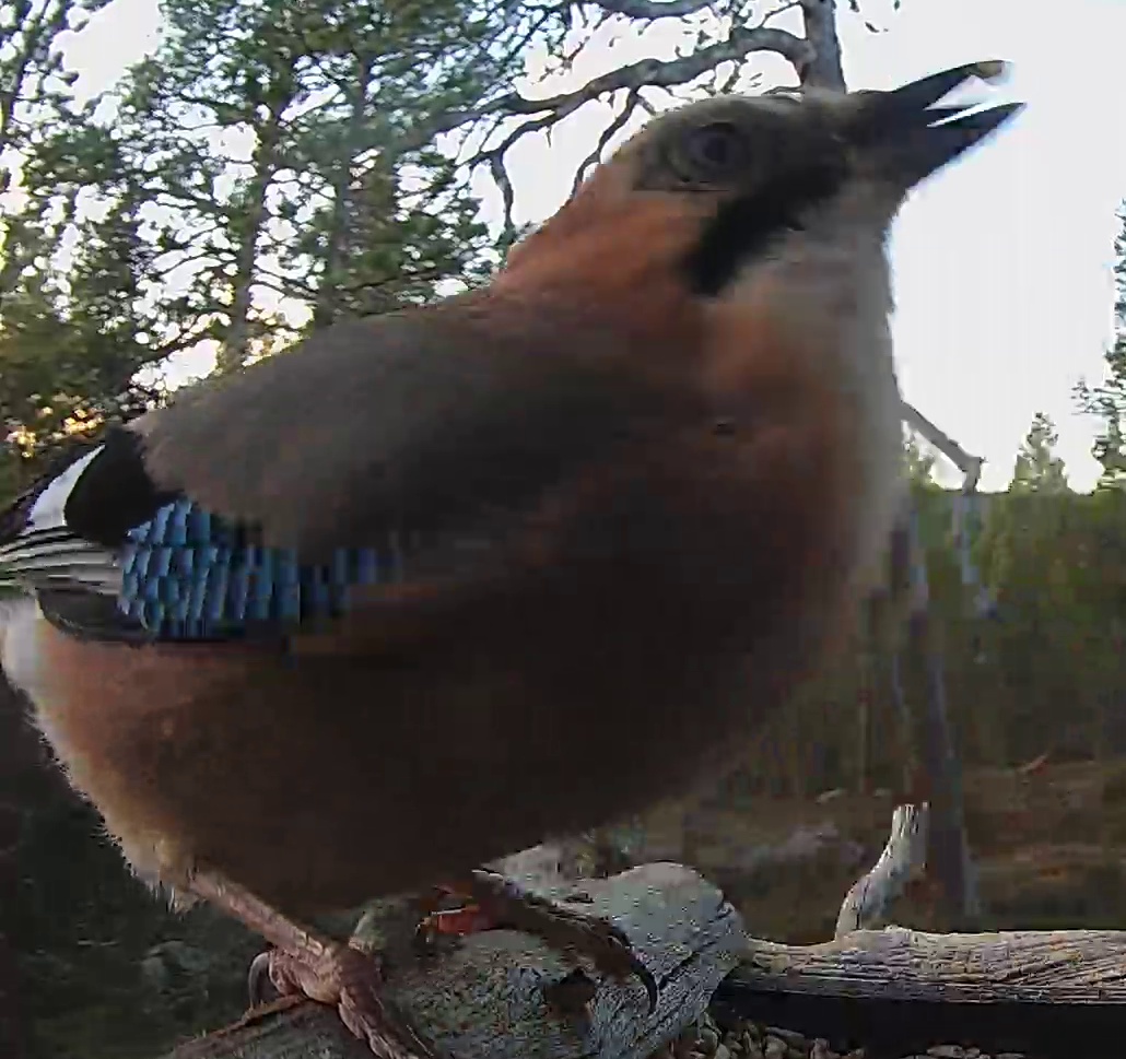 Best image of Eurasian jay