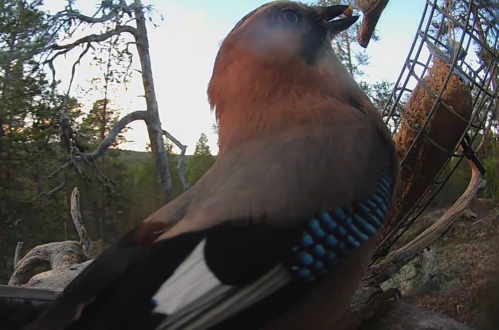 Best image of Eurasian jay