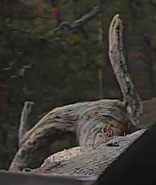 Best image of Ural owl