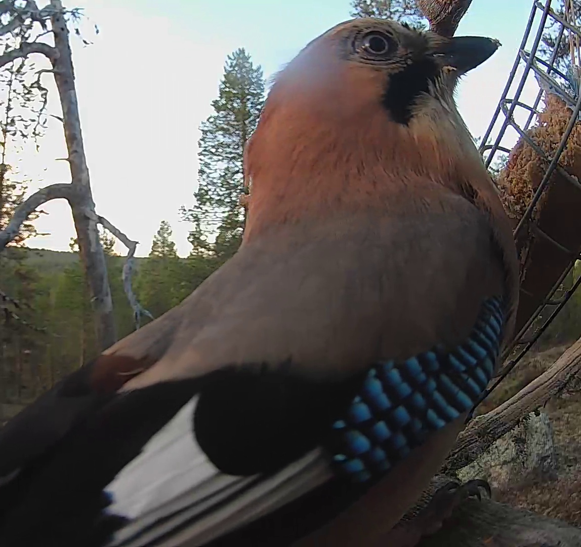 Best image of Eurasian jay