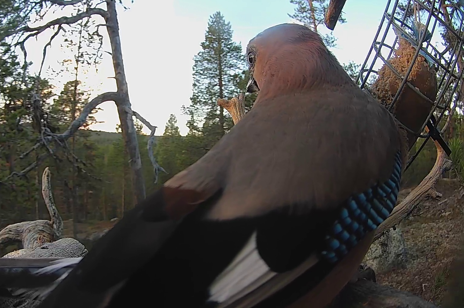 Best image of Eurasian jay
