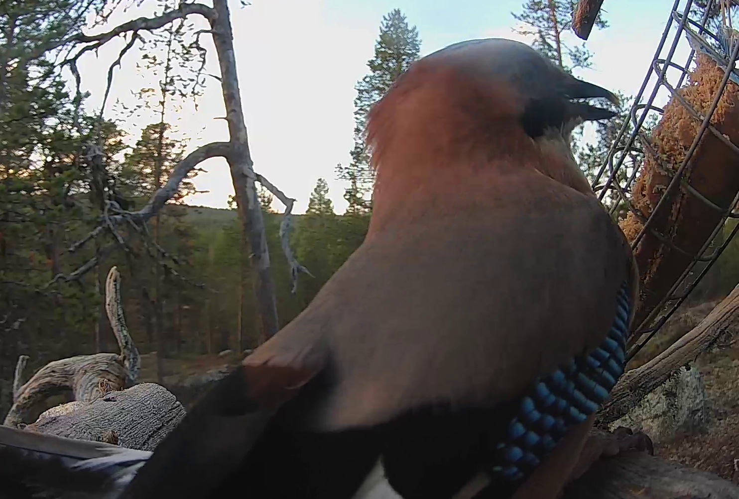 Best image of Eurasian jay