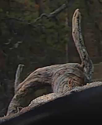 Best image of Ural owl