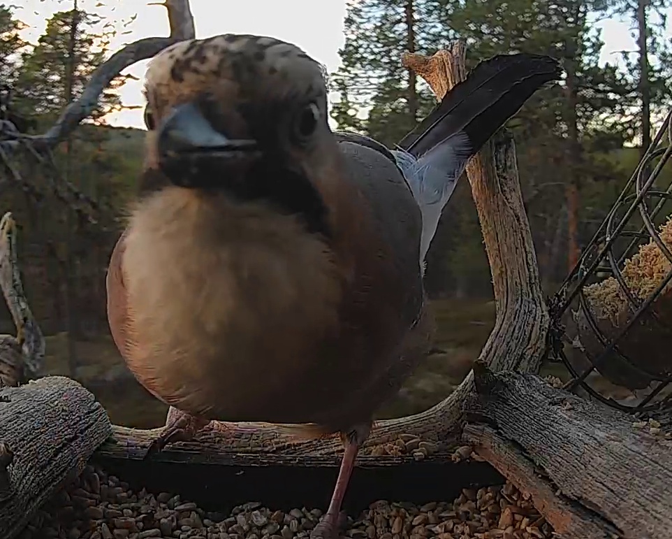 Best image of Eurasian jay