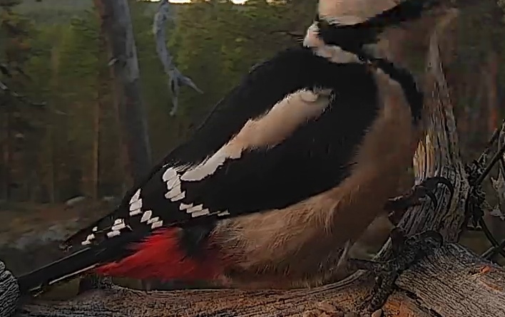 Best image of Great spotted woodpecker