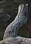 Best image of Pallid scops owl