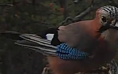 Best image of Helmeted guineafowl