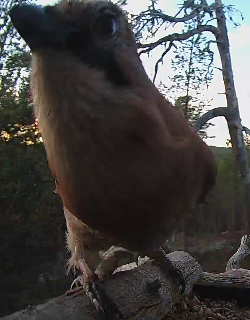 Best image of Eurasian jay