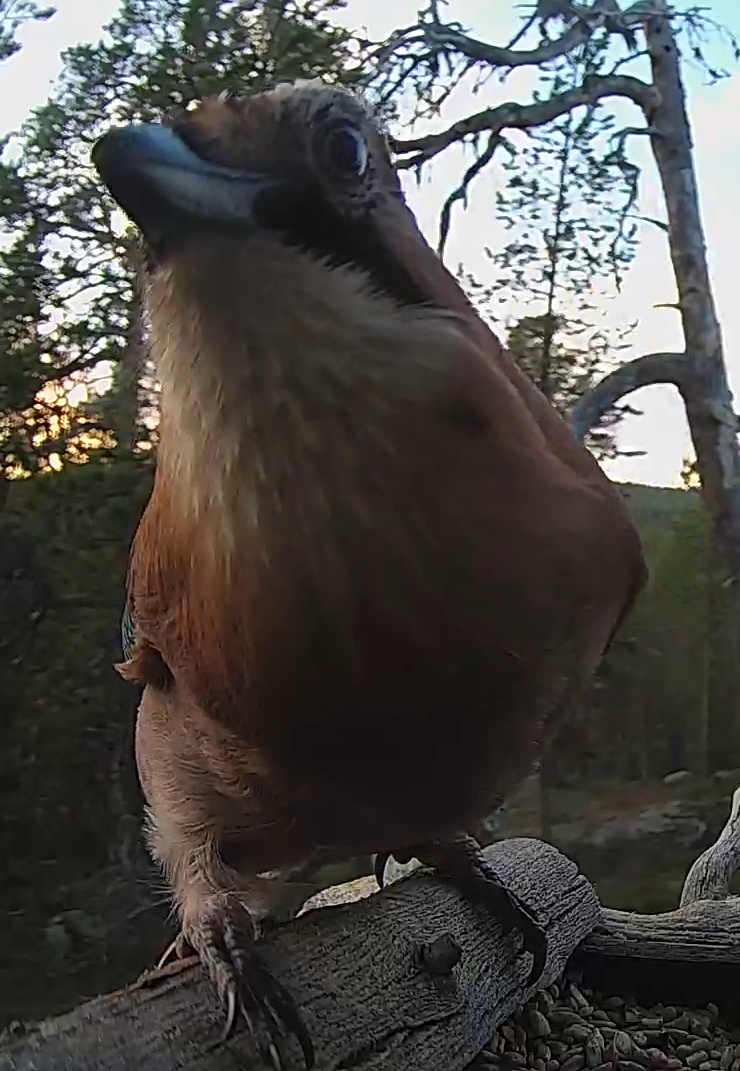 Best image of Eurasian jay