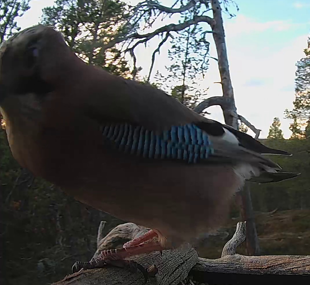 Best image of Eurasian jay