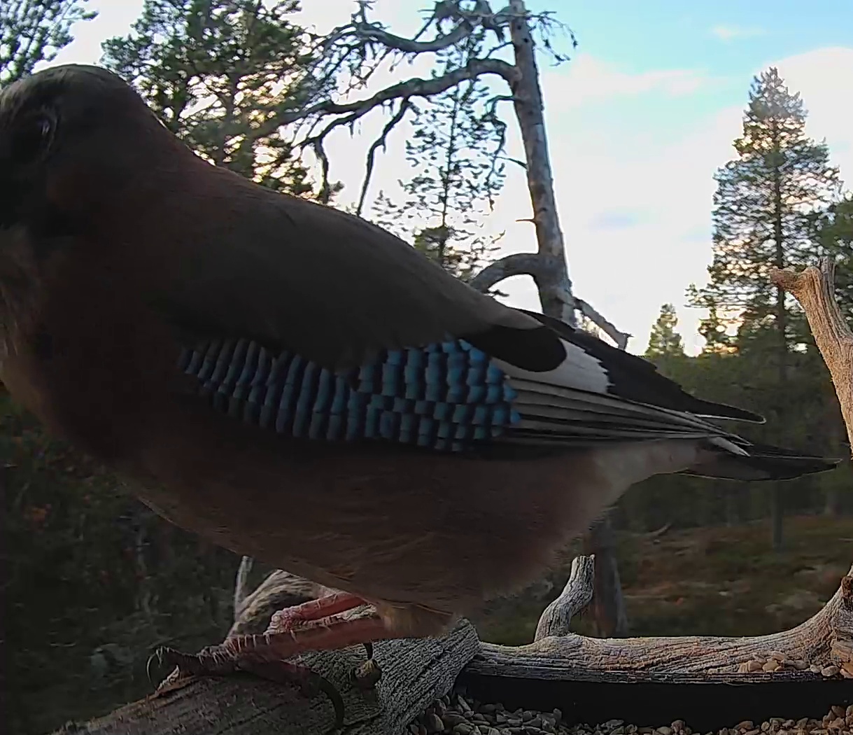 Best image of Eurasian jay