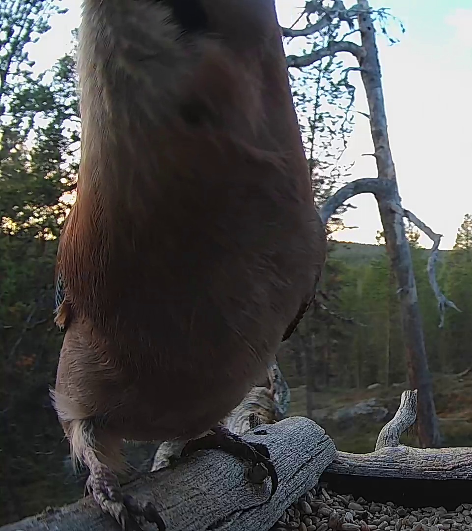 Best image of Eurasian jay