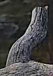 Best image of Pallid scops owl