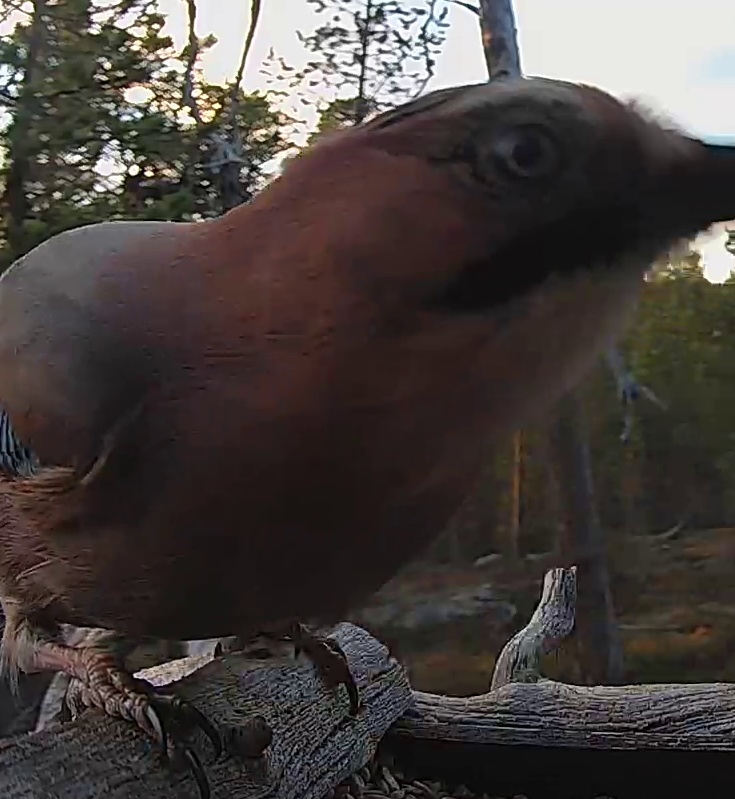 Best image of Eurasian jay