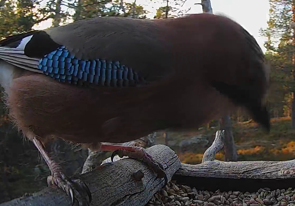 Best image of Eurasian jay