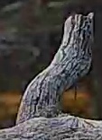 Best image of Pallid scops owl