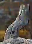 Best image of Pallid scops owl