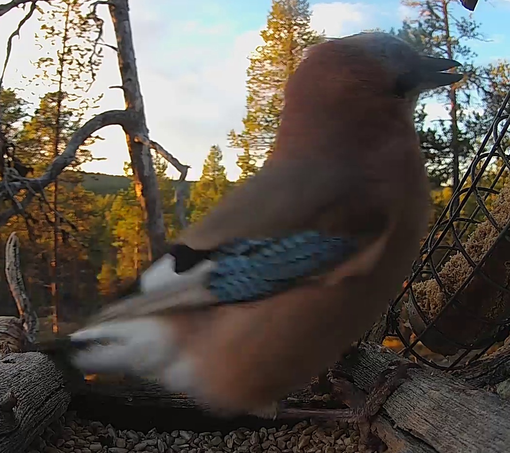 Best image of Eurasian jay