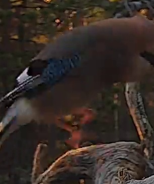 Best image of Eurasian jay