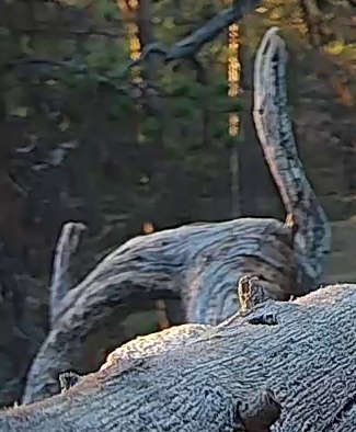 Best image of Helmeted guineafowl