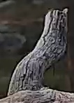 Best image of Pallid scops owl