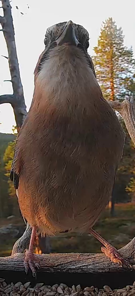 Best image of Eurasian jay