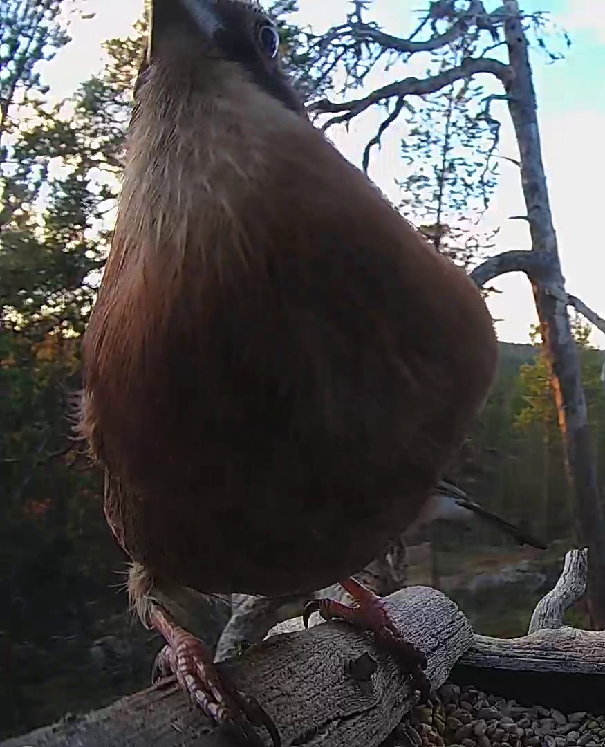 Best image of Eurasian jay